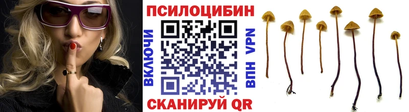 Галлюциногенные грибы Psilocybe  Славянск-на-Кубани 